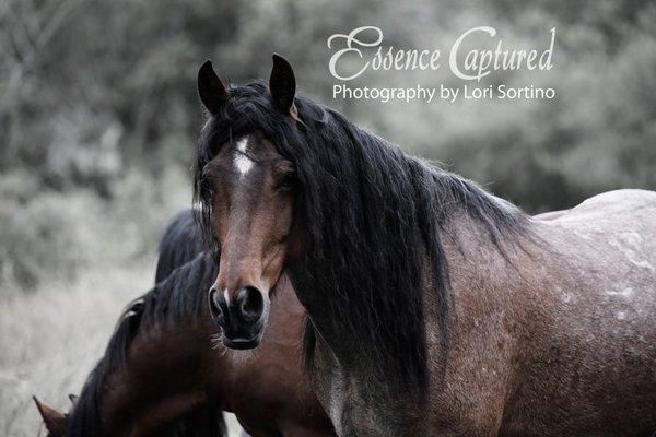 Fine Art Gallery: http://essencecaptured.shootproof.com/gallery/art