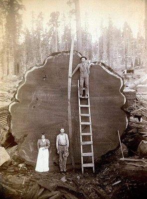 Pinnacle Construction and Property Maintainence