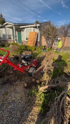 Boxwood hedge removal including stump