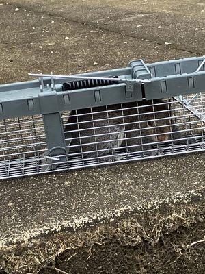 Aaliant Pest Control