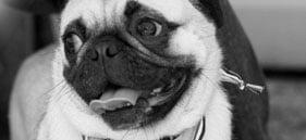 Pets Executive Assistant