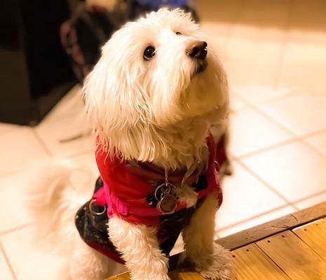 Puppy play time! "Please throw the ball!!" It was a long car ride, "I need that ball thrown please, please!" "Now!"