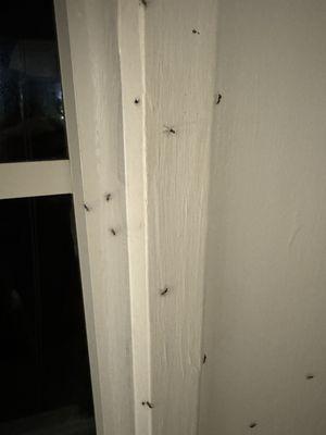 Beach Palms of Siesta Key Village