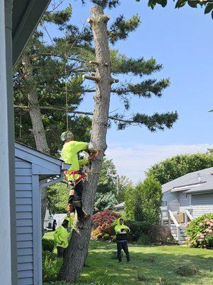 Long Island Tree & Landscape Service