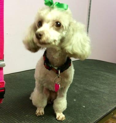 Barkleigh & Purrcell