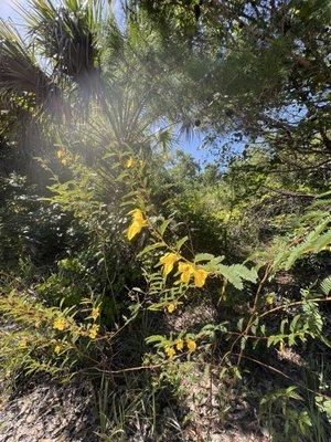 AIS Trail Park