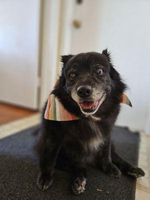 Local Dog Mobile Grooming