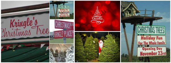 Kay Kringles Christmas Trees