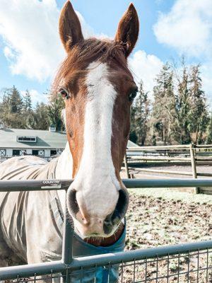 Lake Oswego Hunt Club