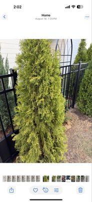 6 days after application. Trees start yellowing.