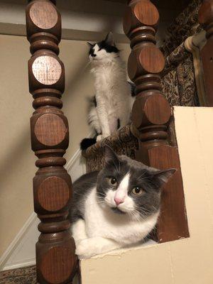 Kitty Love Cat Cafe' & Gallery