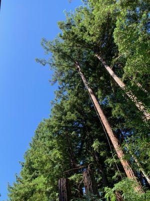 Pacific Mountain Tree Service