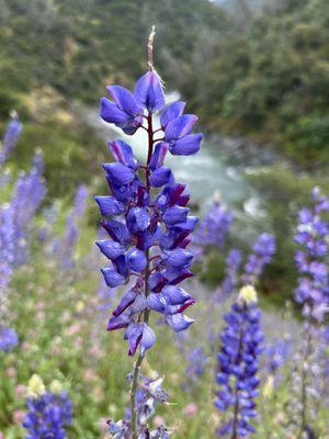 Lupines along Buttermilk bend