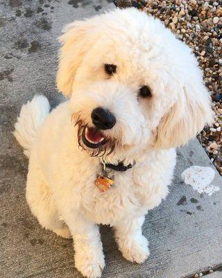 Rae-Zor Grooming Boarding Daycare