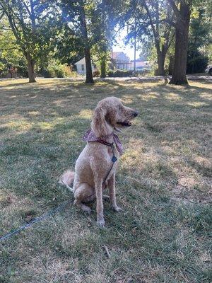 Bubbles & Bows Puupy Spa