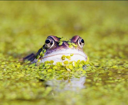 Aerial Drone Enterprises