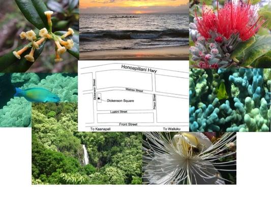 Lahaina Physical Therapy