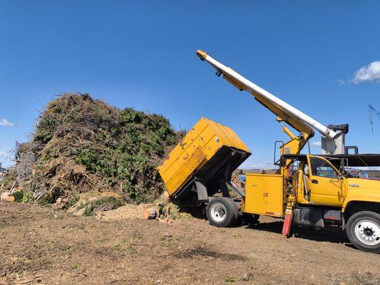 Berserker Tree and Landscape Service