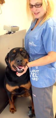 Line Mountain Animal Hospital