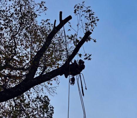 Lakeman Tree Service