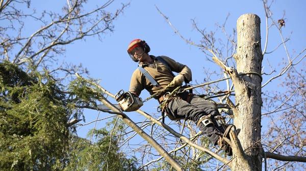 Morissette's Custom Tree Service
