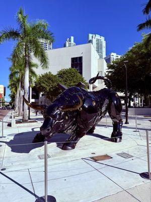 The Miami Bull