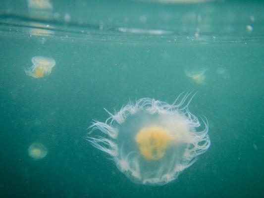 Whidbey Island Kayaking Company