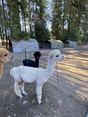 Cascade Rose Alpacas