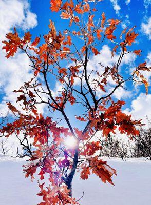 Sunkissed gamble oak.