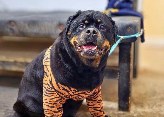 Suite Life Pet Resort & Spa