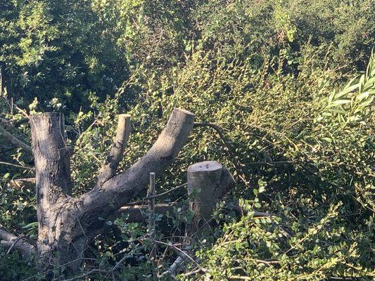 Saunders Tree Service