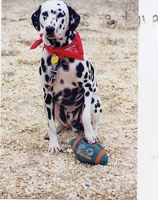 Paws for Love School for Dogs