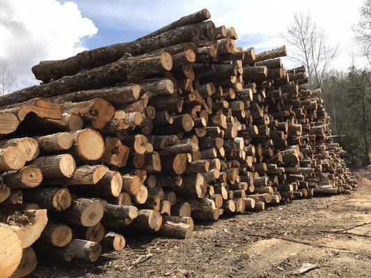 Hardwood logs getting ready to cut and split