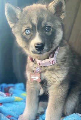 Our husky Luna loves vet express and love all the attention she get from the doctor and staff