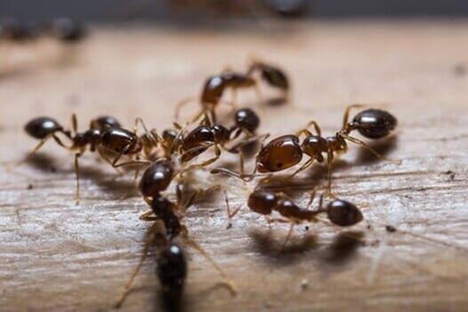 Best Exterminators