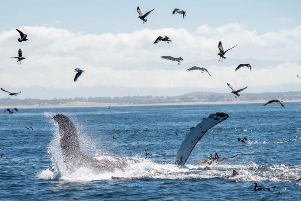 Monterey Bay Whale Watch