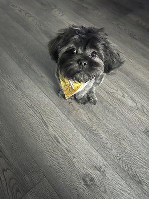 Chateau 4 Paws Pet Grooming