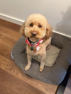 Woof Gang Bakery & Grooming Plaza Midwood
