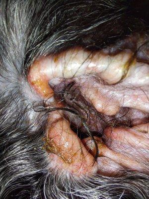 Corona Animal Hospital