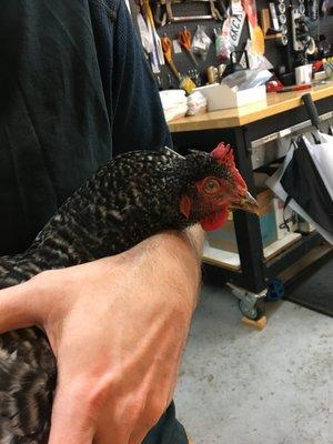 Santa Cruz Veterinary Acupuncture