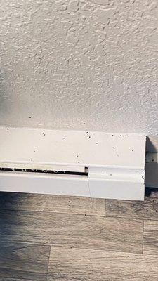 They're coming in through the baseboards, because the apartments or not properly caulked and sealed