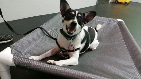 Bloomfield Dog Training