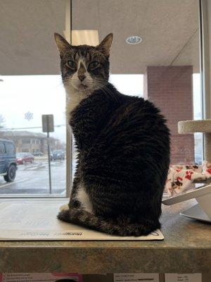 LionsGate Pet Hospital