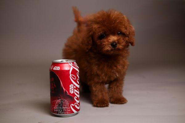 True deep red toy poodles, from guaranteed lines and health