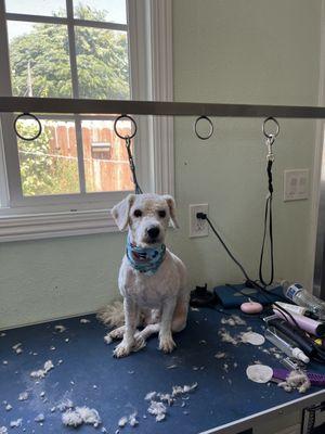 Lucky's Pet Grooming