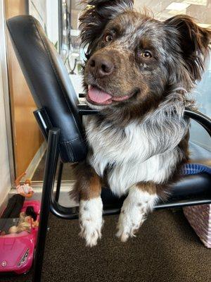 Picture of my Dog Cassian in the kids play room where the employees let us stay while we waited so he wasn't so stressed out