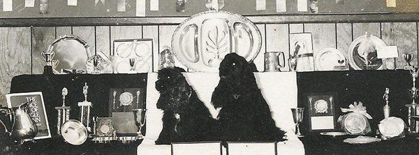 Anelanai Dog Training