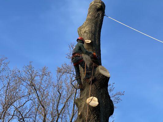 USA Tree Service