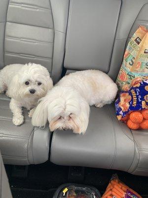 Daisy and Walter(aka Pillu)