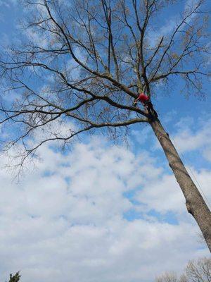 Newells Tree Care